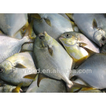 frozen golden pomfret